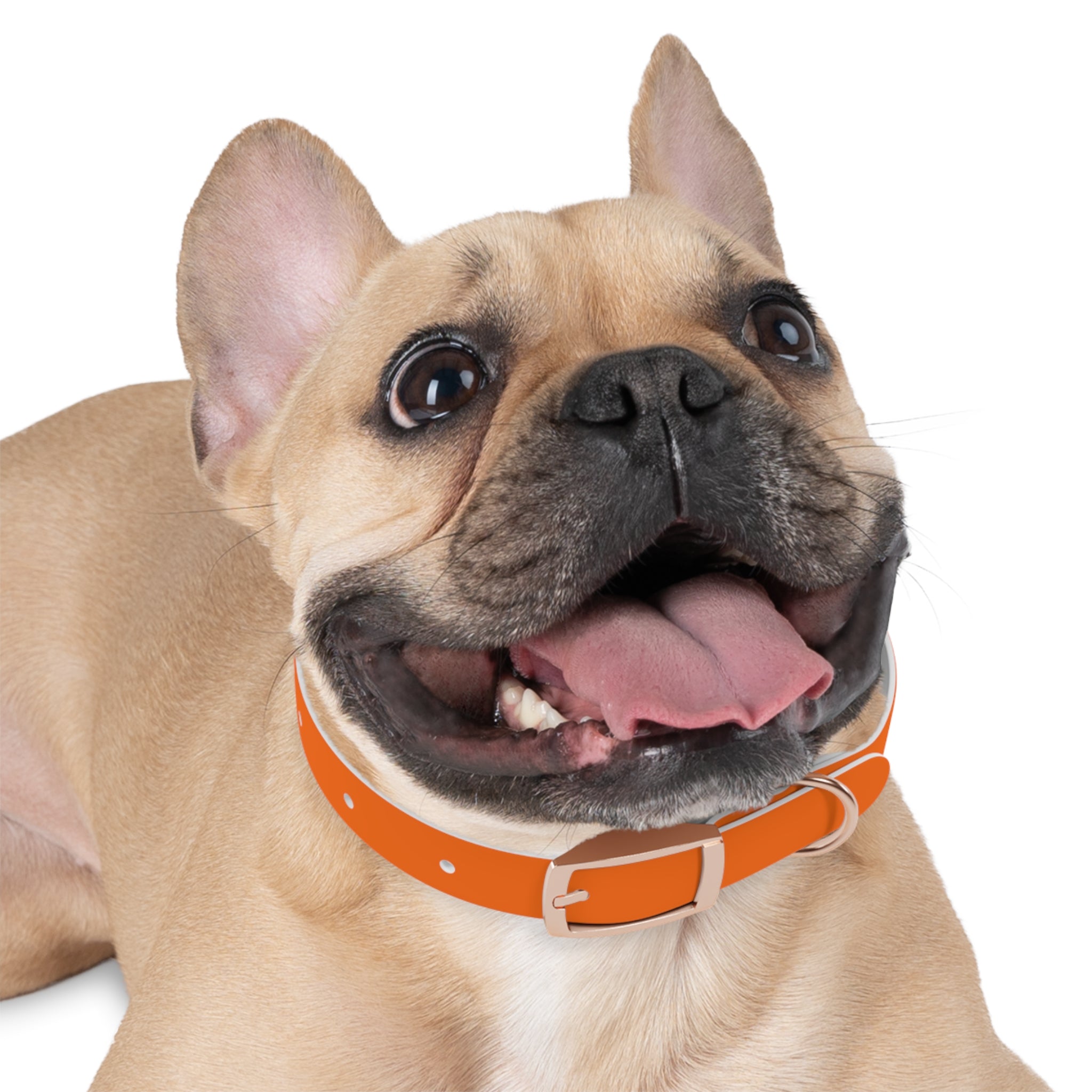 Durable Adjustable Dog Collar | Paw Print | Orange