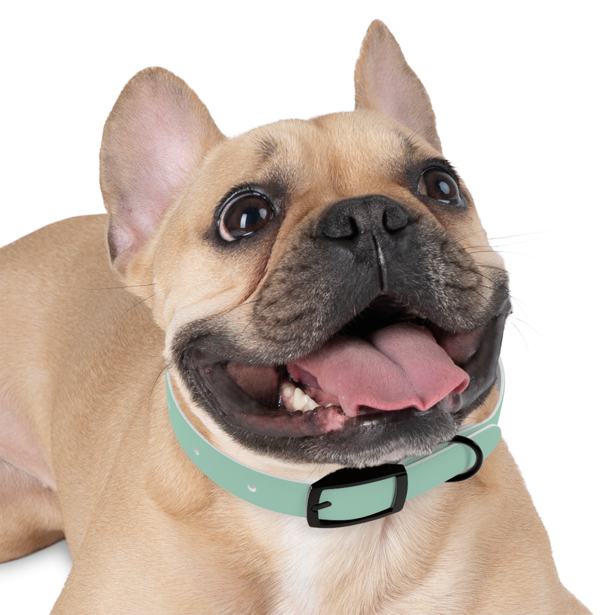 Durable Waterproof Dog Collar | Mint