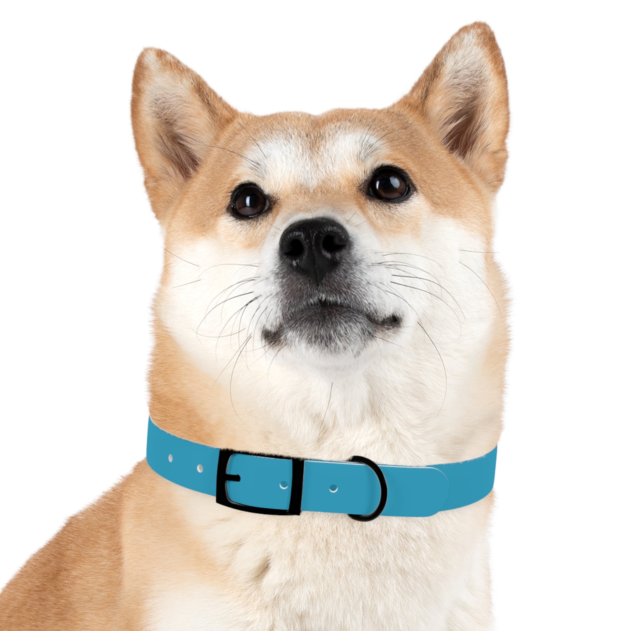 Durable Waterproof Dog Collar | Turquoise