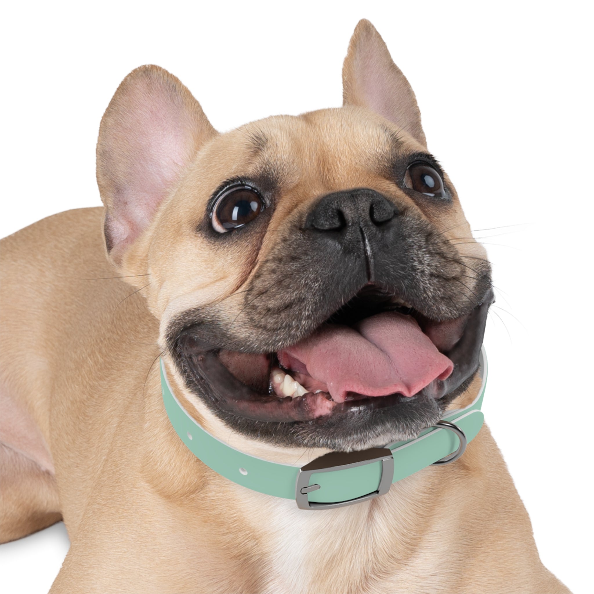 Durable Waterproof Dog Collar | Mint