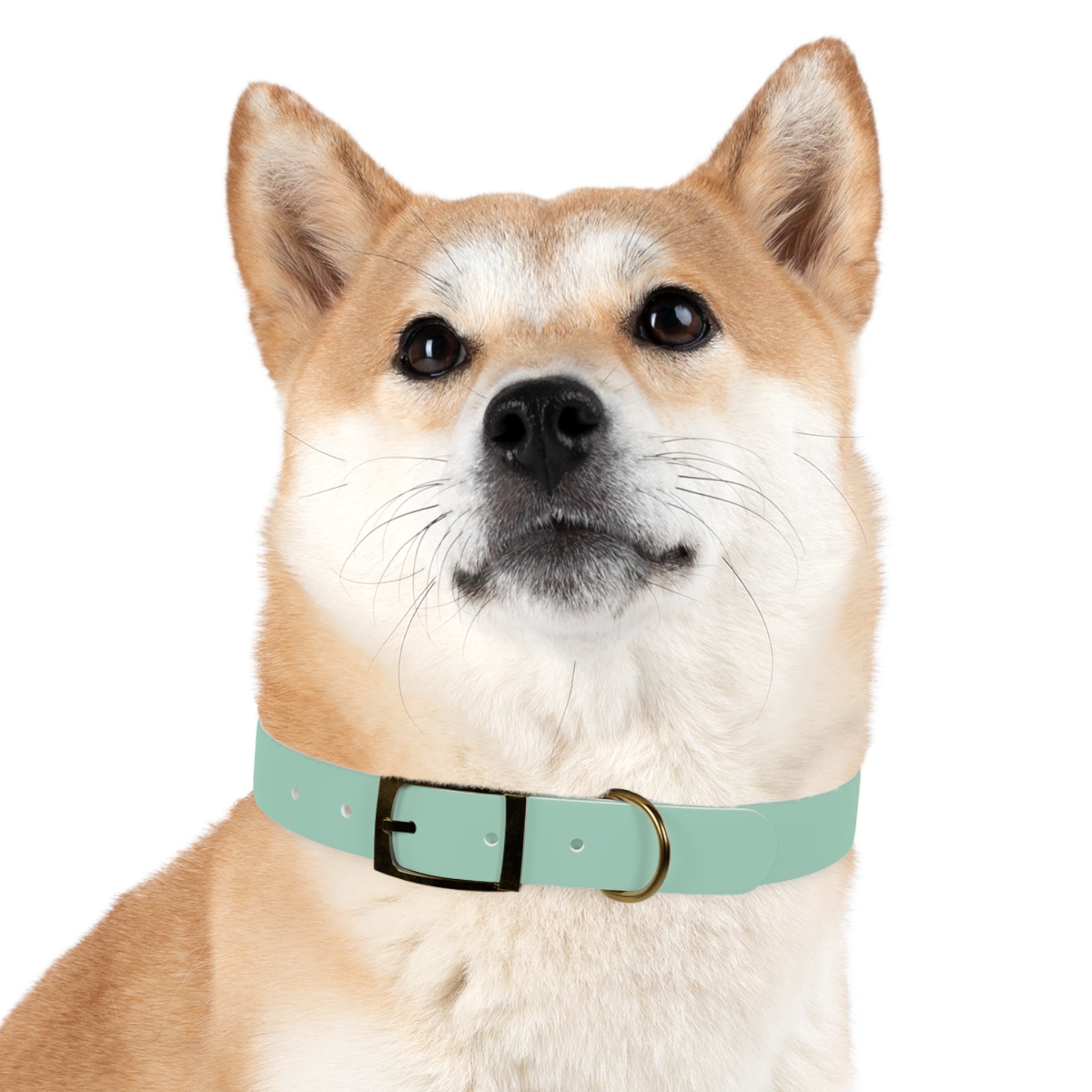 Durable Waterproof Dog Collar | Mint