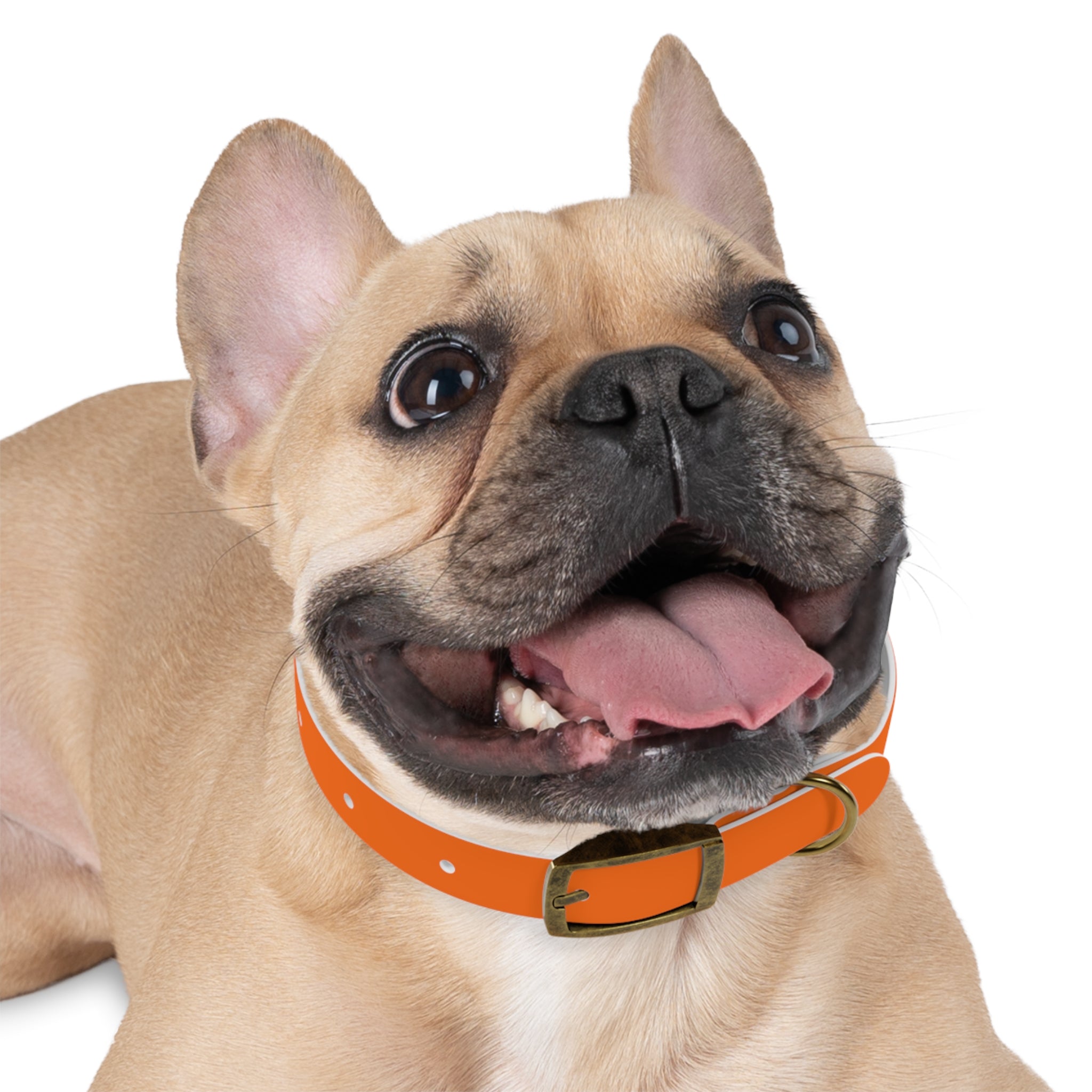 Durable Waterproof Dog Collar | Orange