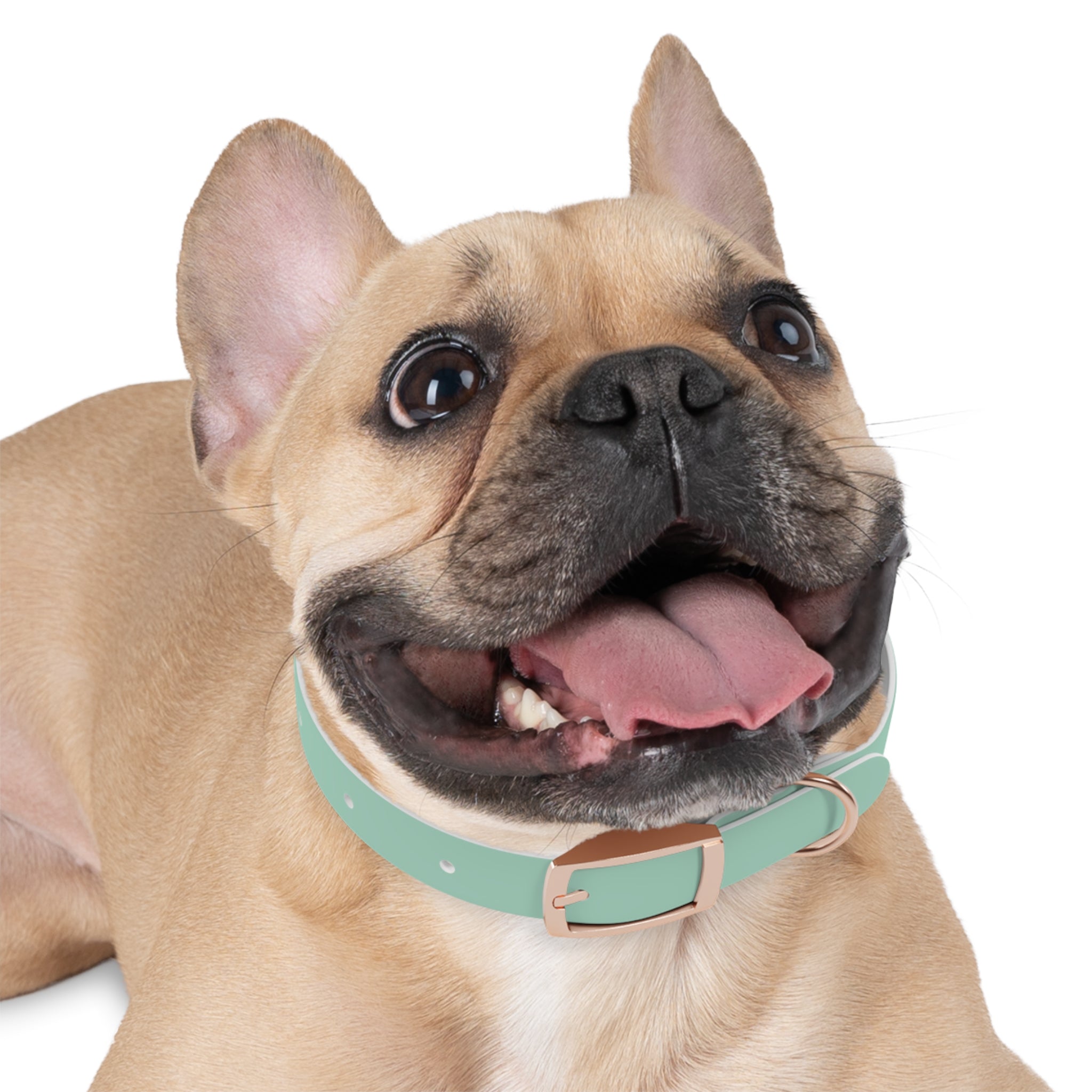 Durable Waterproof Dog Collar | Mint