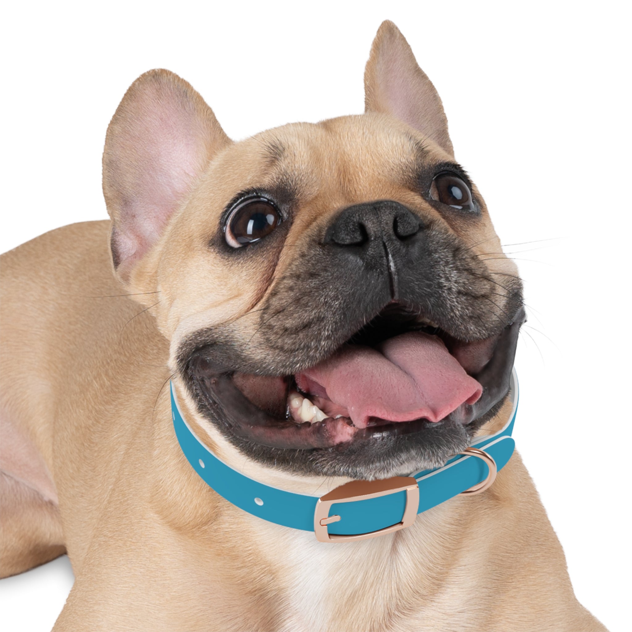 Durable Waterproof Dog Collar | Turquoise