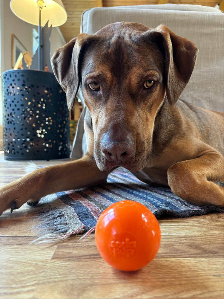 Floating Squeak Ball - Dog Toy