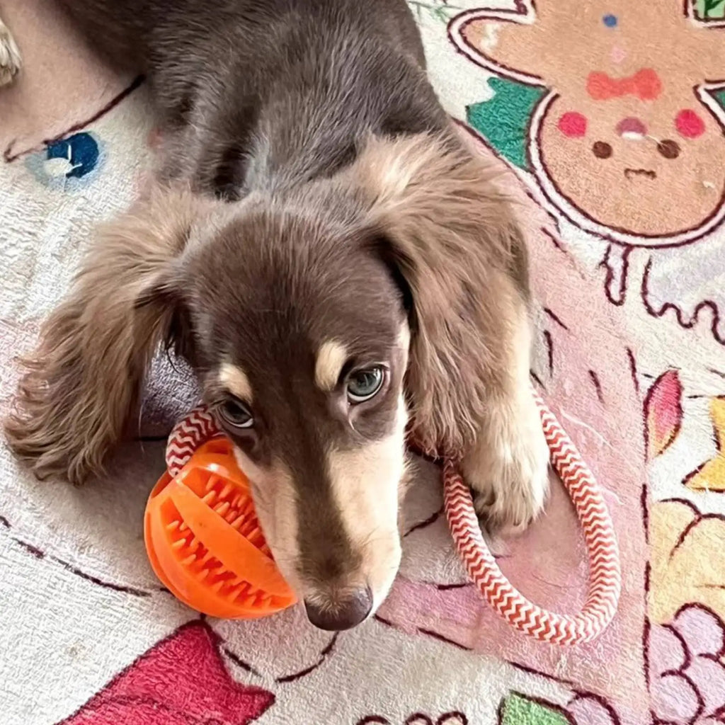 Interactive Dog Toy Balls – Treat Dispensing