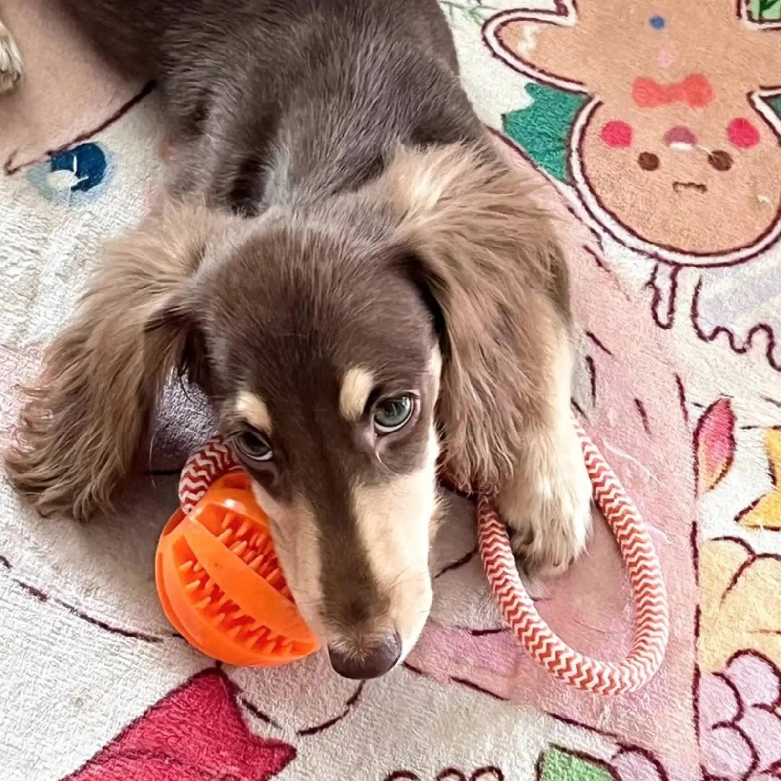 Interactive Dog Toy Balls – Treat Dispensing